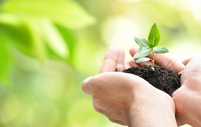 Vegie Garden Wednesday Workshops